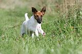 FOX TERRIER POIL LISSE 183